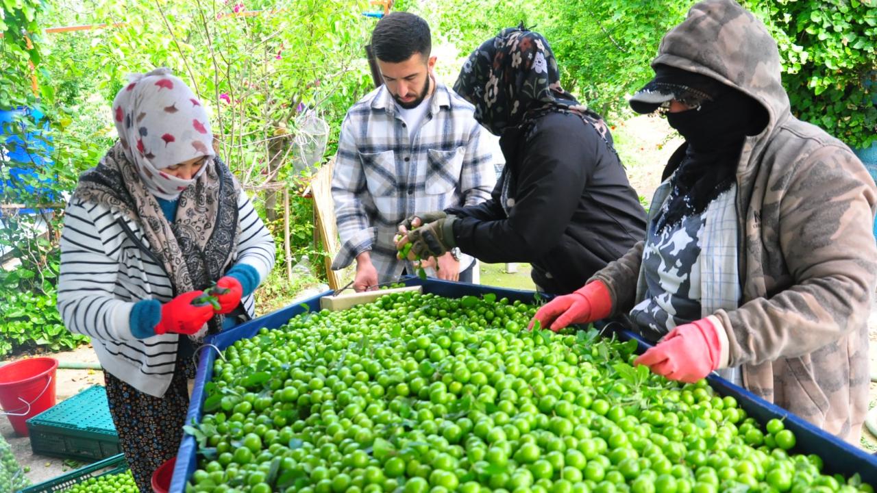Turgutlu’nun ‘dumanlı papaz’ eriğinde hasat başladı