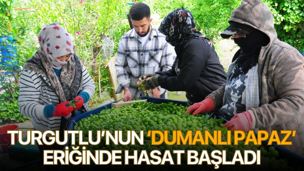 Turgutlu’nun ‘dumanlı papaz’ eriğinde hasat başladı