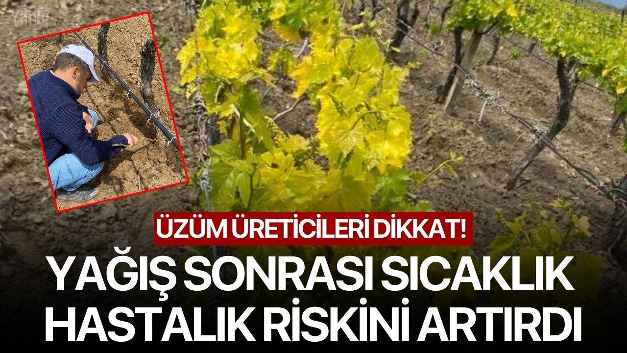 Üzüm Üreticileri Dikkat! Yağış sonrası sıcaklık hastalık riskini artırdı