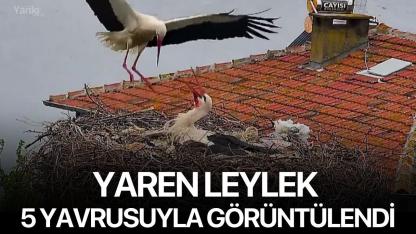 Yaren Leylek 5 Yavrusuyla Görüntülendi