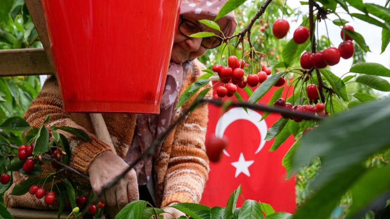Yiğitler'de sezonun ilk kiraz ihracatı yapıldı