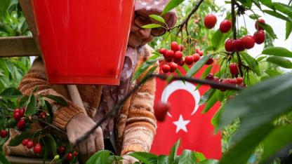 Yiğitler'de sezonun ilk kiraz ihracatı yapıldı