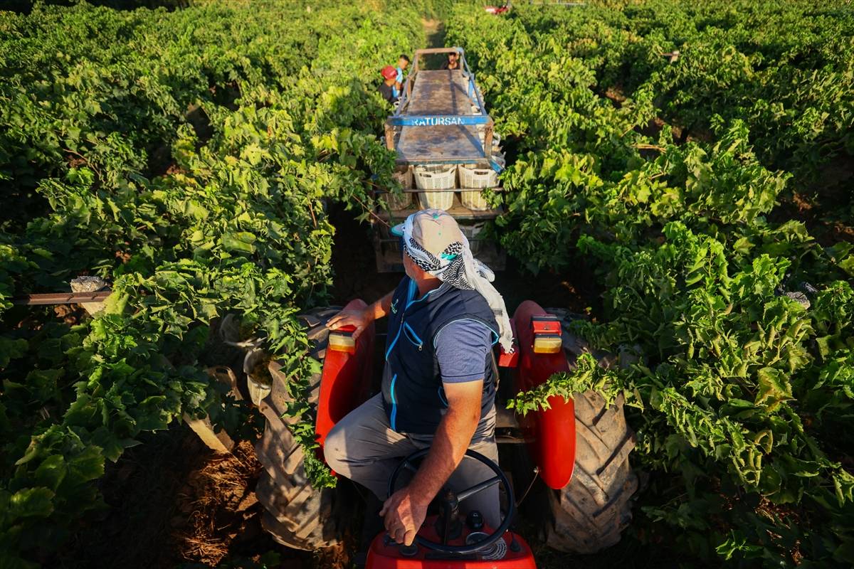 Birbirinden güzel fotoğraflarla, üzümün hasat ve kurutma mesaisi