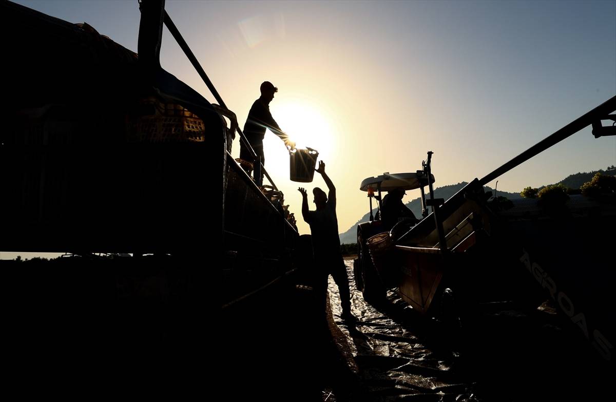 Birbirinden güzel fotoğraflarla, üzümün hasat ve kurutma mesaisi