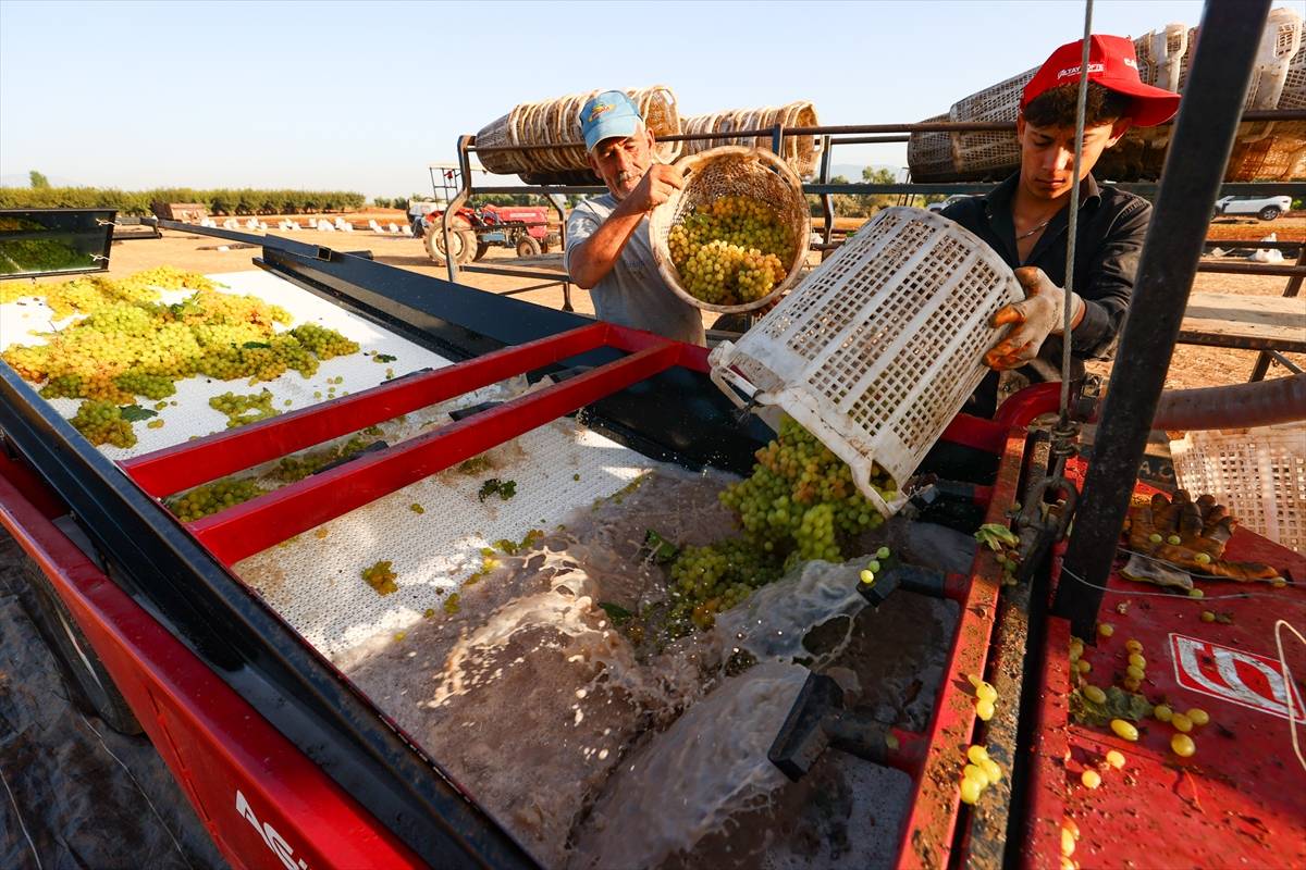 Birbirinden güzel fotoğraflarla, üzümün hasat ve kurutma mesaisi