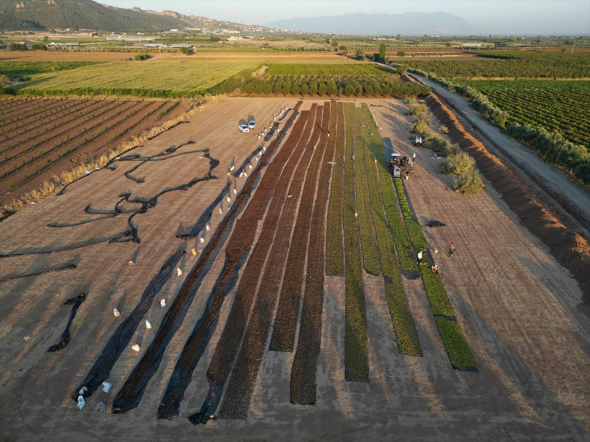 Birbirinden güzel fotoğraflarla, üzümün hasat ve kurutma mesaisi