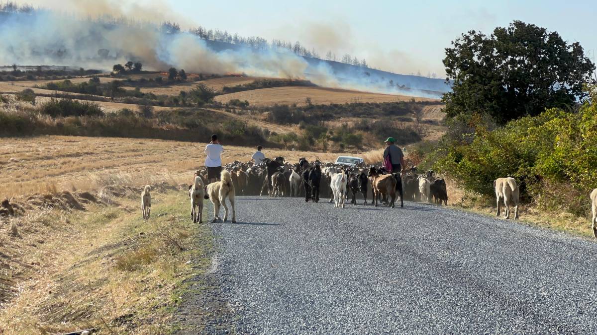 Çanakkale yine yanıyor!