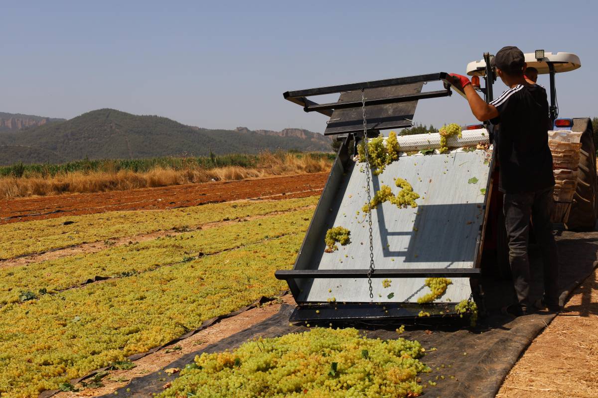 Gündüz Hasat, Gece Nöbet: Turgutlu’da Üzüm Nöbeti