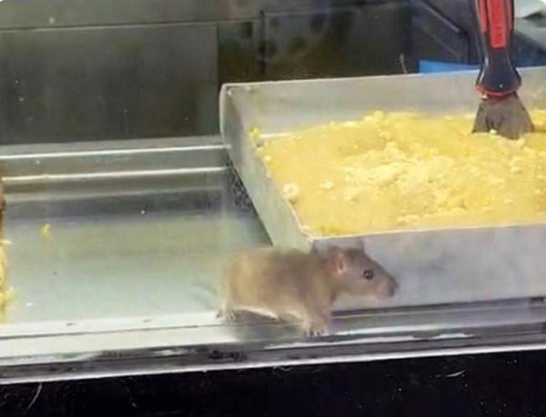 İzmir'de mide bulandırıcı görüntü: Börek tezgahlarında fare cirit attı