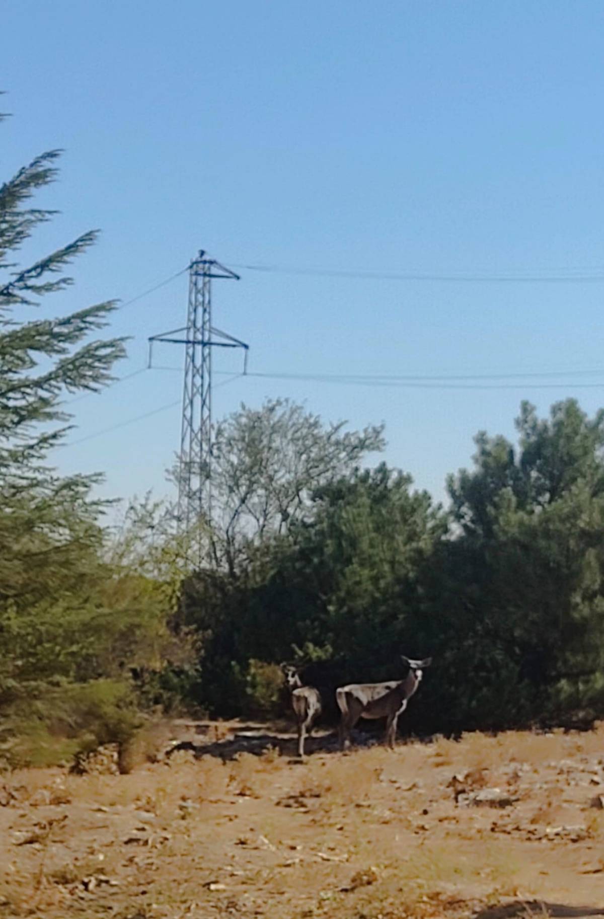 Spil Dağında Aylar Sonra Yeniden Görüntülendi