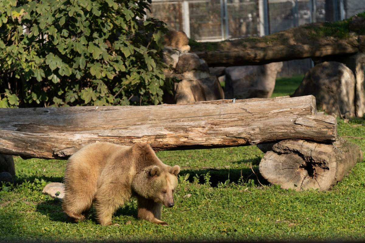 İzmir Doğal Yaşam Parkı’nda yeni misafirler: Jaguar Juliet ve ayı Yumuk