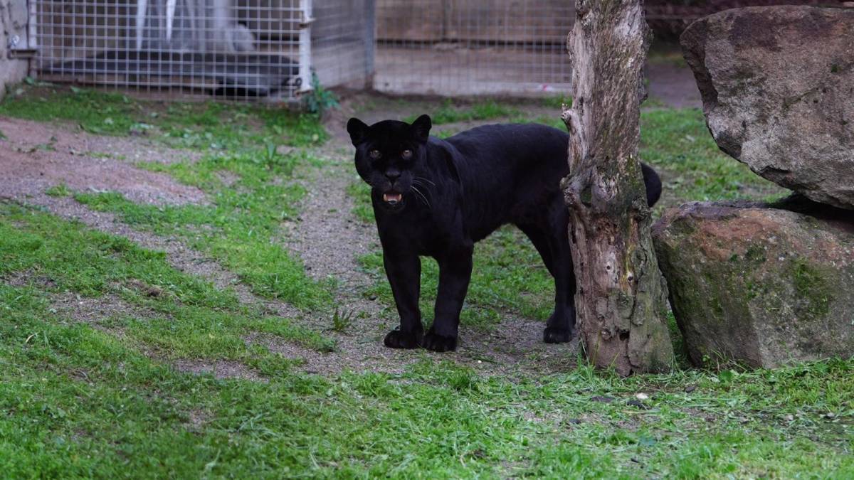 İzmir Doğal Yaşam Parkı’nda yeni misafirler: Jaguar Juliet ve ayı Yumuk