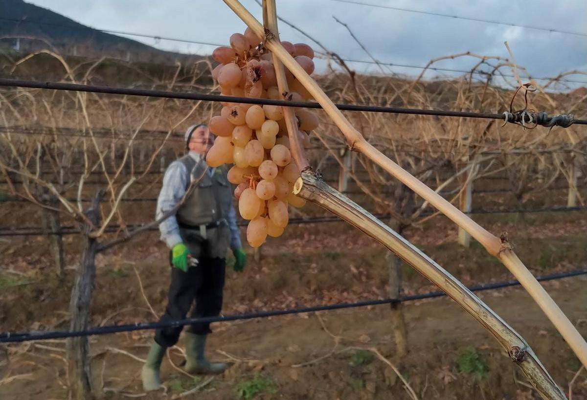 Kış budamasında sürpriz lezzet: Sarıgöl bağlarında “çoban üzümü” geleneği sürüyor