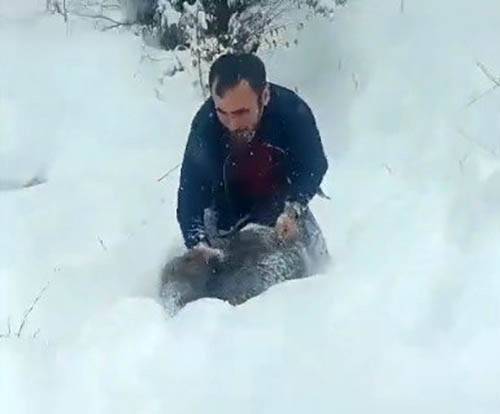 Karlı yolda domuzu elleriyle yakaladı!